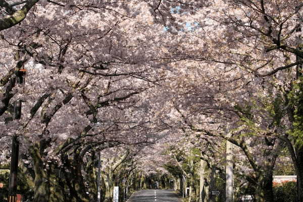 春の国内旅行におすすめの観光地44選！春がベストシーズンの旅先ガイド1.jpg