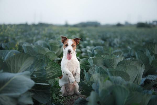 愛犬も食べられる冬の食材~ドッグフードは温めた方がいい？~