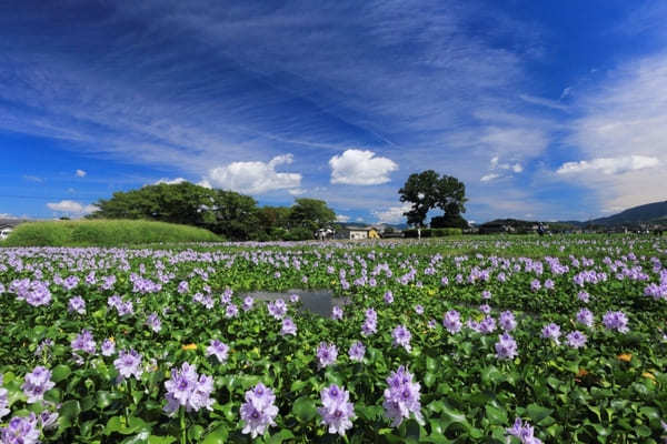 全国のおすすめ花畑85選！一面に絶景が広がる花の名所ガイド