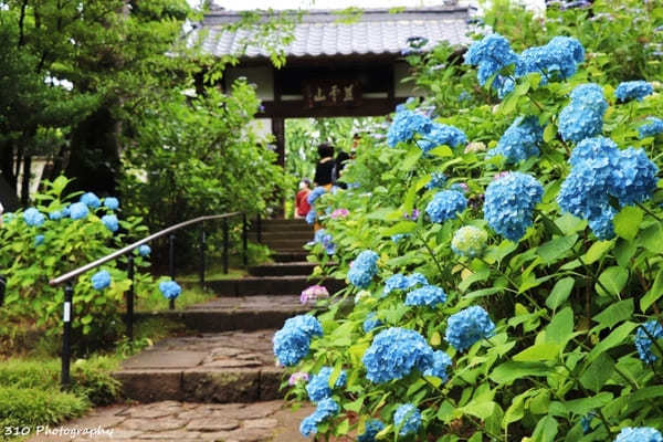 仙台のあじさい寺！資福寺で紫陽花を楽しもう