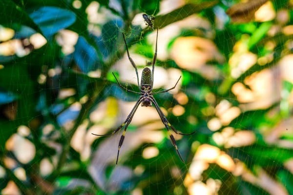 蜘蛛は幸運の使者⁈蜘蛛を見かけた時のスピリチュアルメッセージを解説！