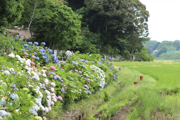 【茨城】山肌に1万株の紫陽花！二本松寺の見どころ7選