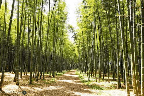 癒しの空間が広がる！若竹の社 若山農場【栃木】1.jpg