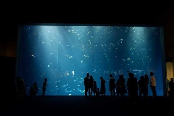 【香川】四国最大の海のミュージアム「四国水族館」5つの見どころガイド