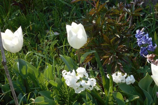 花言葉が「助けて」の花は何の花？怖くて面白い花言葉の世界