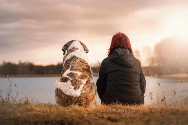 犬の生まれ変わり体験実例をご紹介！見逃せない愛犬の生まれ変わりサインを解説