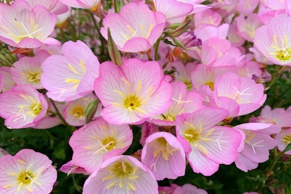 【花言葉】自由・自分らしく・希望など「前向き」になる花言葉まとめ