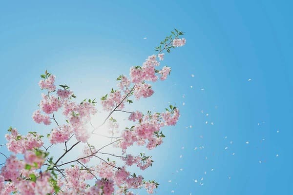 誰でもカンタンにできる！桜の写真を美しく撮る5つのコツイル-1.jpg