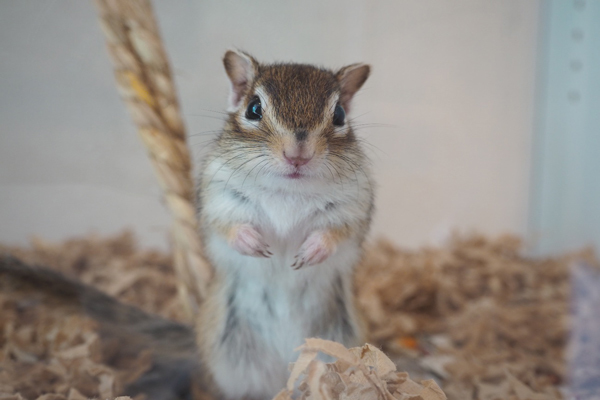 もふもふシマリスが私の手に乗って感動…！シマリスカフェで最高に癒やされる