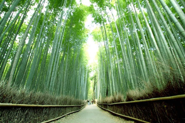 渡月橋に竹林の道・天龍寺も！京都・嵐山観光おすすめモデルコース