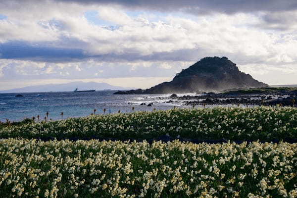 青い海と灯台と水仙のある景勝地！静岡県・下田の【爪木崎】1.jpg