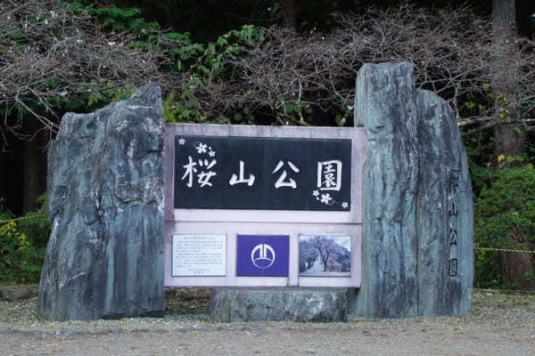 【群馬県】国指定名勝「桜山公園」を包み込む紅葉ライトアップと冬桜のコラボを見に行こう