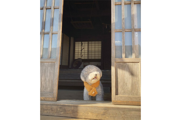 ぬいぐるみ!?まん丸なトイプードルくん、子犬時代の写真にビックリ