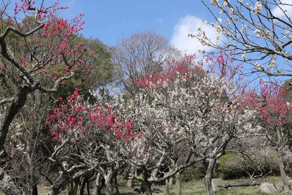 【兵庫県】綺麗な梅が見られるオススメスポット14選！