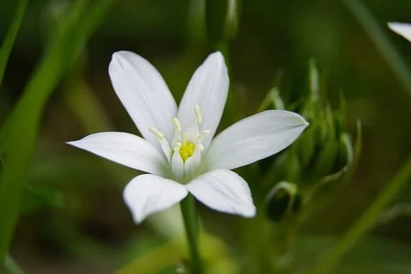 希望を意味する花言葉の花15選 プレゼントにもおすすめ！