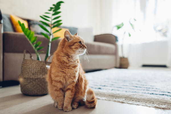 猫と賃貸に住む際の注意点と対策！部屋を選ぶ際のポイントも紹介