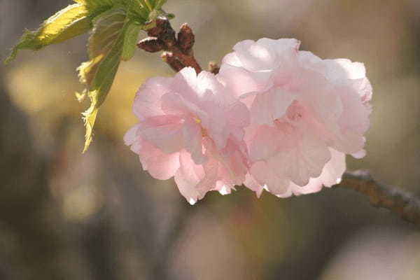 【KURAND（クランド）】新体験”桜”由来の乳酸菌配合のフルーツボタニカルリキュール「KANKITSU」 ～応援購入サービス「Makuake」にて先行発売開始～