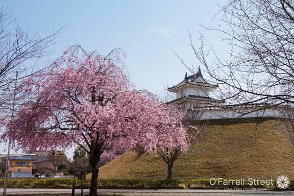 何度でも見たい！宇都宮の桜スポット5選【栃木】