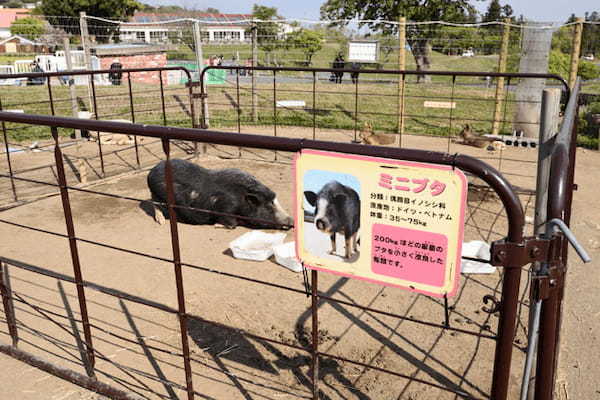 かわいい動物たちとのふれあいがいっぱい！ 一日中思いっきり遊べる「マザー牧場」に行こう