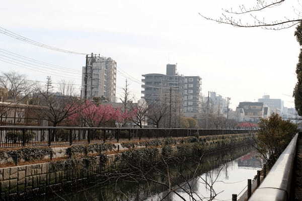 【東京・木場公園】河津桜でお花見♪2月から都心で桜を楽しもう1.jpg