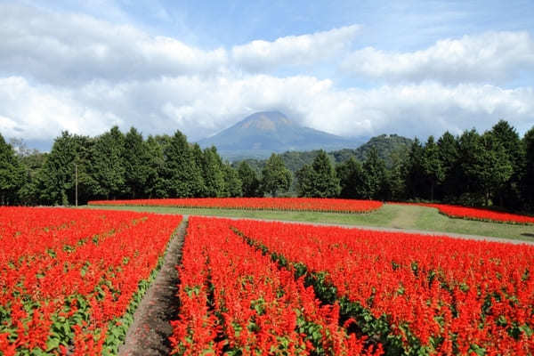 全国のおすすめ花畑85選！一面に絶景が広がる花の名所ガイド