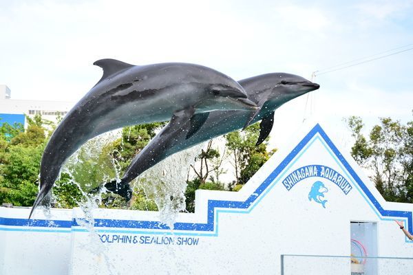 しながわ水族館のおすすめポイント！