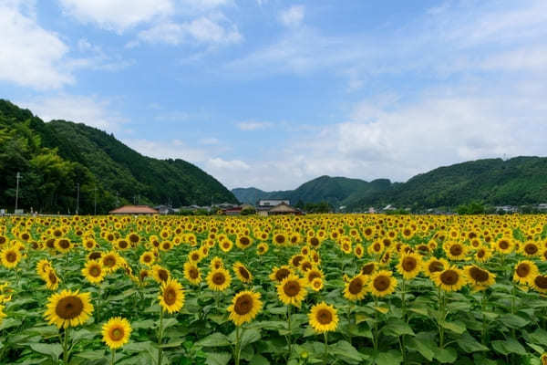 圧巻の黄色い絨毯！全国のおすすめひまわり畑22選