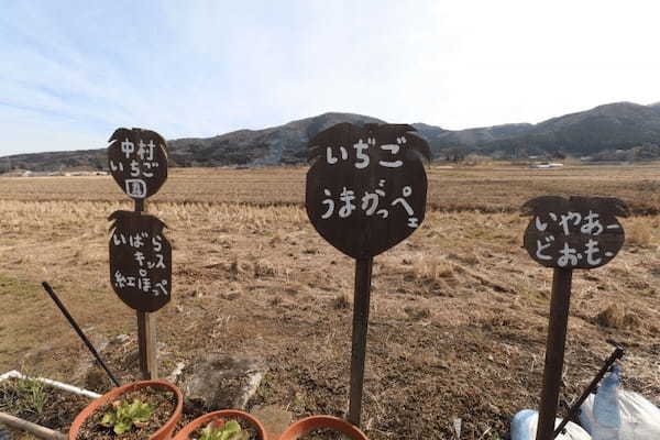 いばらキッスあり！茨城のいちご狩りなら「辻いちご団地」が断然おすすめ！1.jpg