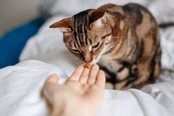 猫用おやつの選び方！適切な頻度や人気のおやつも紹介