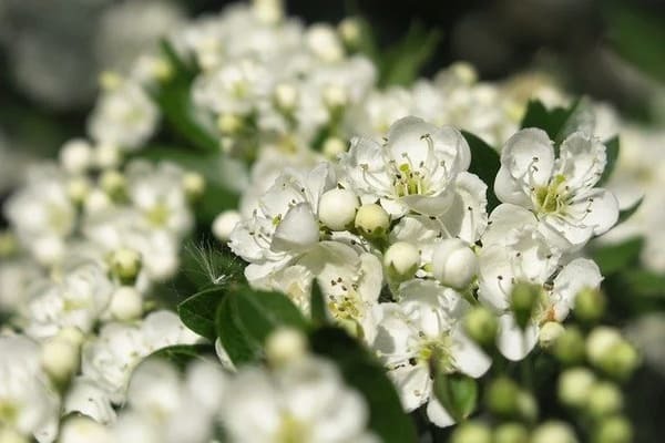 希望を意味する花言葉の花15選 プレゼントにもおすすめ！