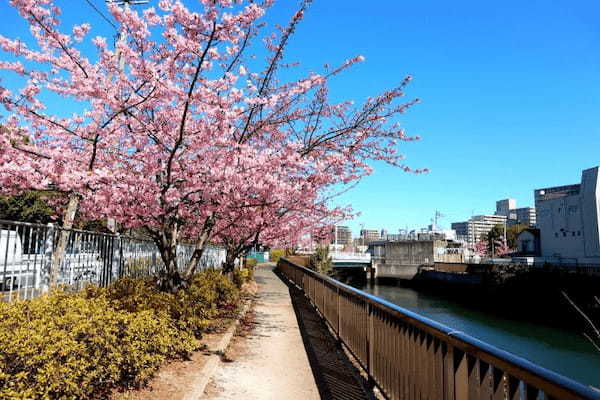 【東京・木場公園】河津桜でお花見♪2月から都心で桜を楽しもう1.jpg