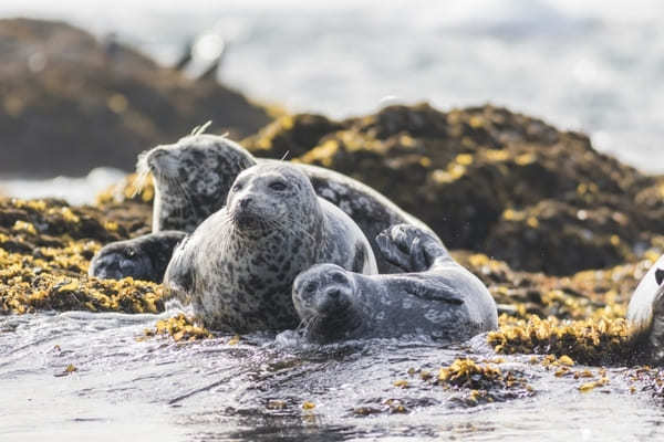 北海道の最南端！風極の地【襟裳岬】の見どころ7選＆オススメグルメ3選