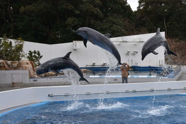 九州の人気水族館TOP8！旅行好きが行っている水族館ランキング