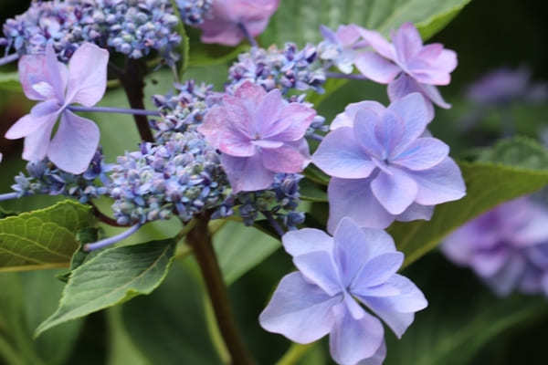 【茨城】山肌に1万株の紫陽花！二本松寺の見どころ7選