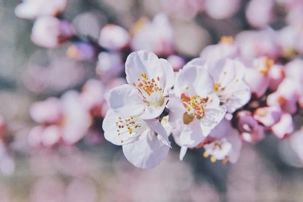誰でもカンタンにできる！桜の写真を美しく撮る5つのコツイル-1.jpg
