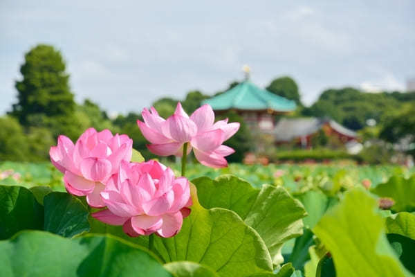 【関東】7月のおすすめ花畑18選！7月に見頃を迎える花の名所ガイド