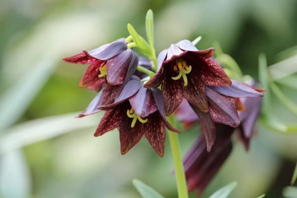 花言葉が「助けて」の花は何の花？怖くて面白い花言葉の世界