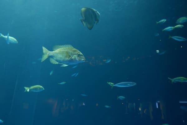 【香川】四国最大の海のミュージアム「四国水族館」5つの見どころガイド