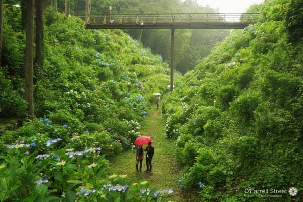 雨だって出かけたい！「紫陽花」と「アマゾンの巨大魚」と「和文化」な一日【栃木】