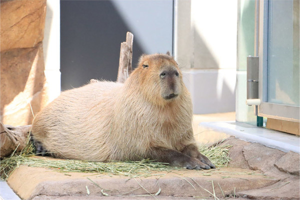 AQUARIUM×ART átoaでカピバラの第2回フォトコンテストが開催中！第1回の結果発表も