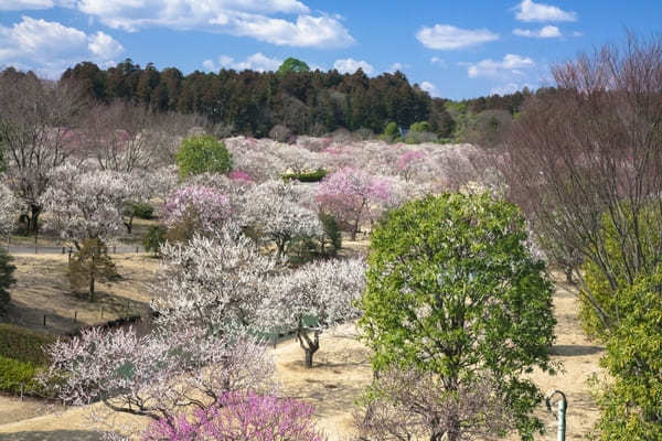 茨城県の人気観光スポットTOP20！旅行好きが行っている観光地ランキング