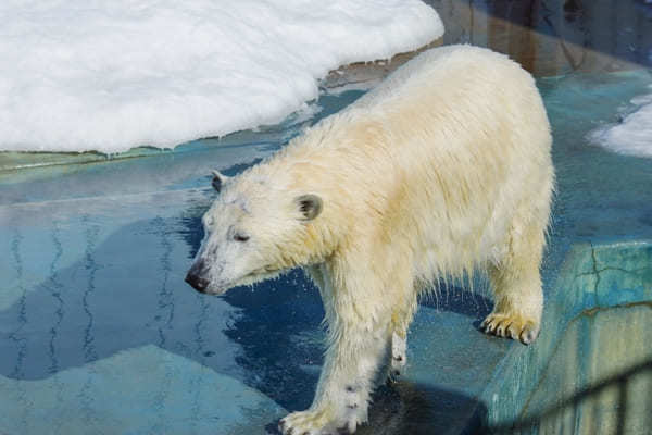 北海道のおすすめ動物園13選！動物に会える人気スポット特集