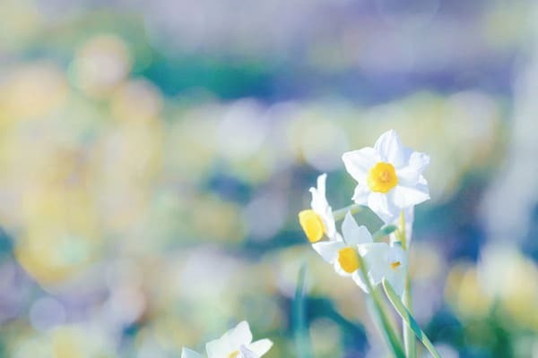 【花言葉】自由・自分らしく・希望など「前向き」になる花言葉まとめ