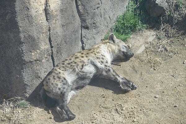 【ここでしか会えない動物たちも！】天王寺動物園でかわいい動物たちに癒される