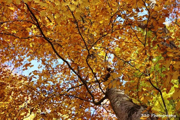 【青森】黒石の人気紅葉スポット中野もみじ山