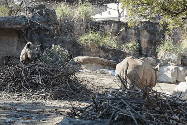 【ここでしか会えない動物たちも！】天王寺動物園でかわいい動物たちに癒される