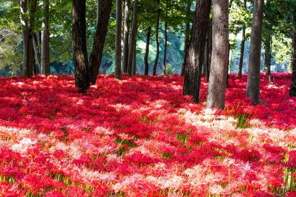 全国のおすすめ花畑85選！一面に絶景が広がる花の名所ガイド