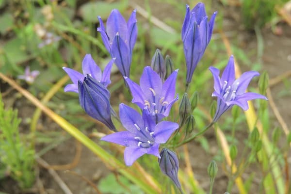 花言葉が「助けて」の花は何の花？怖くて面白い花言葉の世界