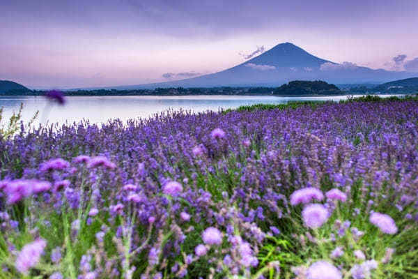 全国のおすすめ花畑85選！一面に絶景が広がる花の名所ガイド