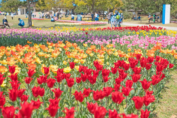 花言葉が「助けて」の花は何の花？怖くて面白い花言葉の世界